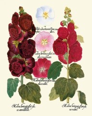 Hollyhock Flower Botanical Prints Wall Art Set of 2 Beautiful Antique Unframed