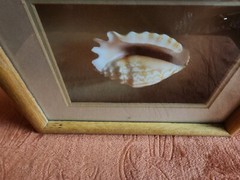 Seashell In Wood Shadow Box Frame. 11x9x2. Shell Is Approximately 4×3
