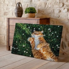 Orange Tabby Cat Relaxing on Grass with White Flowers Canvas Wall Art Print