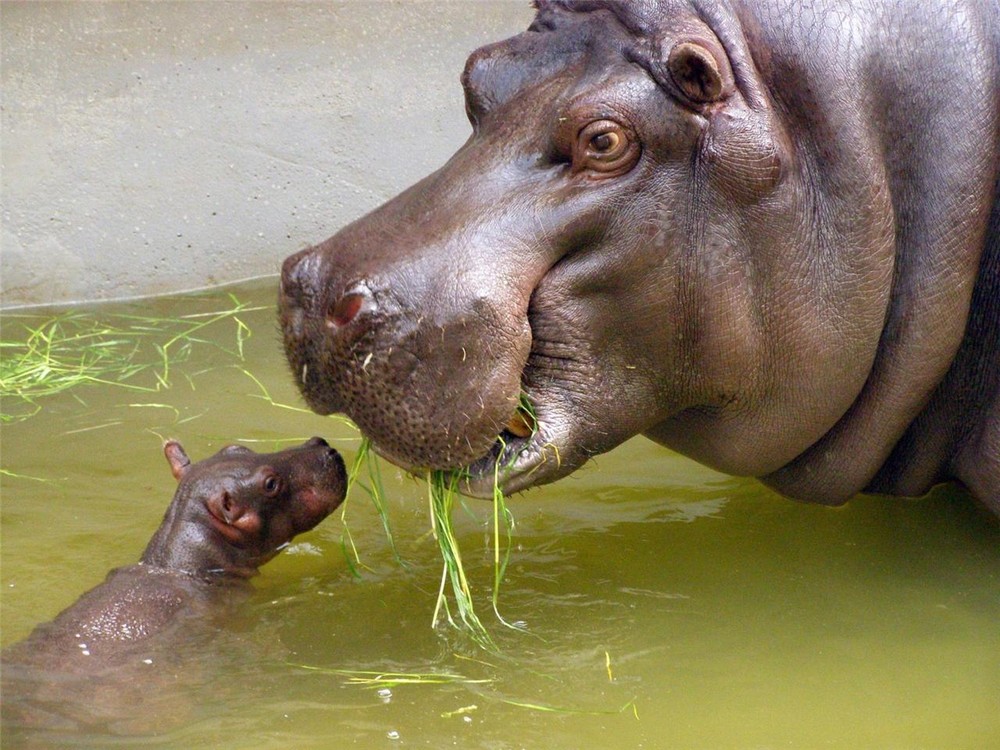 BABY HIPPO WITH MOTHER GLOSSY POSTER PICTURE PHOTO hippopotamus africa river 409