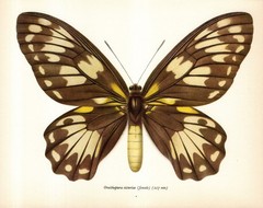 Vintage Butterfly Art Print Queen Victoria Birdwing Butterfly Print 6866-50