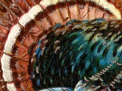 1909 Thanksgiving Turkey Poster: Retro Fall Harvest Postcard Wall Art, Decor