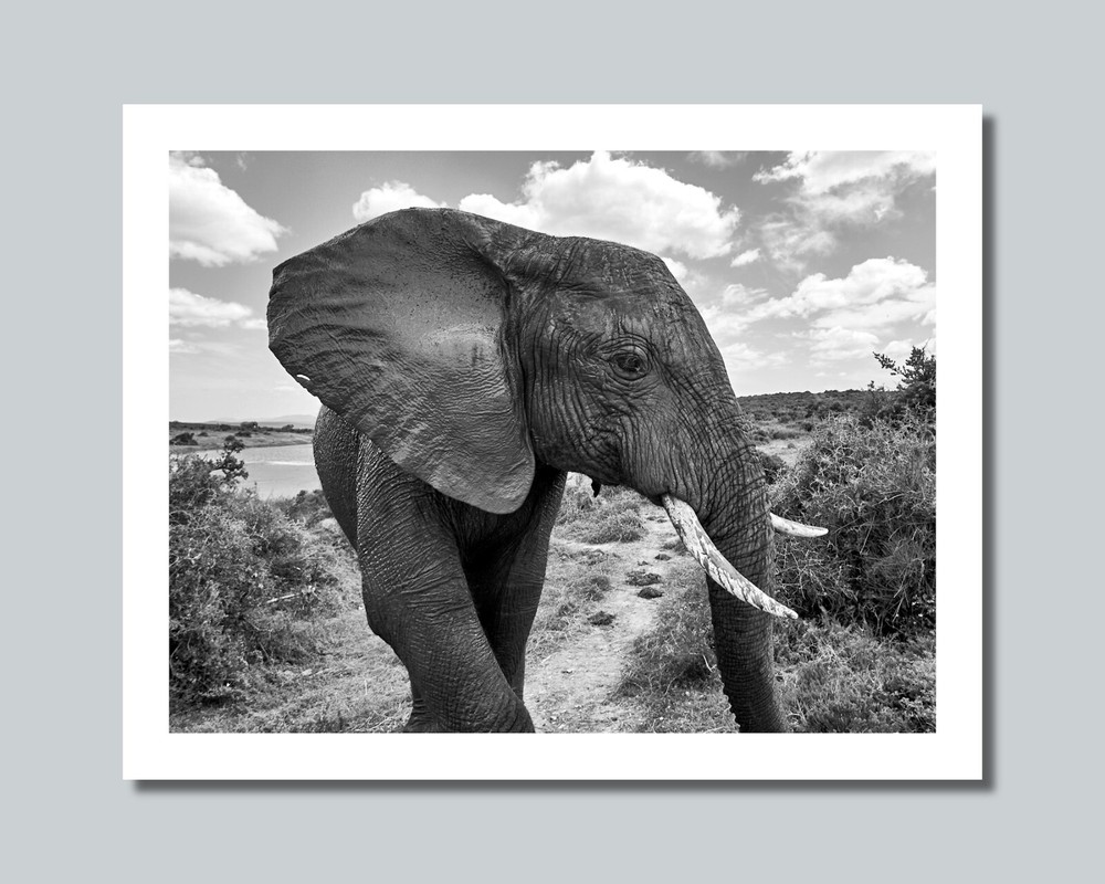 Africa Savanna ELEPHANT Photo Picture 8×10 11×14 16×20 w/Framed Option (W2)