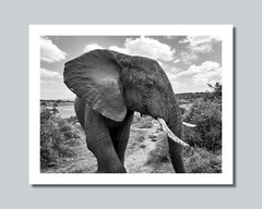 Africa Savanna ELEPHANT Photo Picture 8×10 11×14 16×20 w/Framed Option (W2)