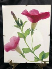 3 8″x10″ flower backlit photo art prints on white float-mounted in glass frames