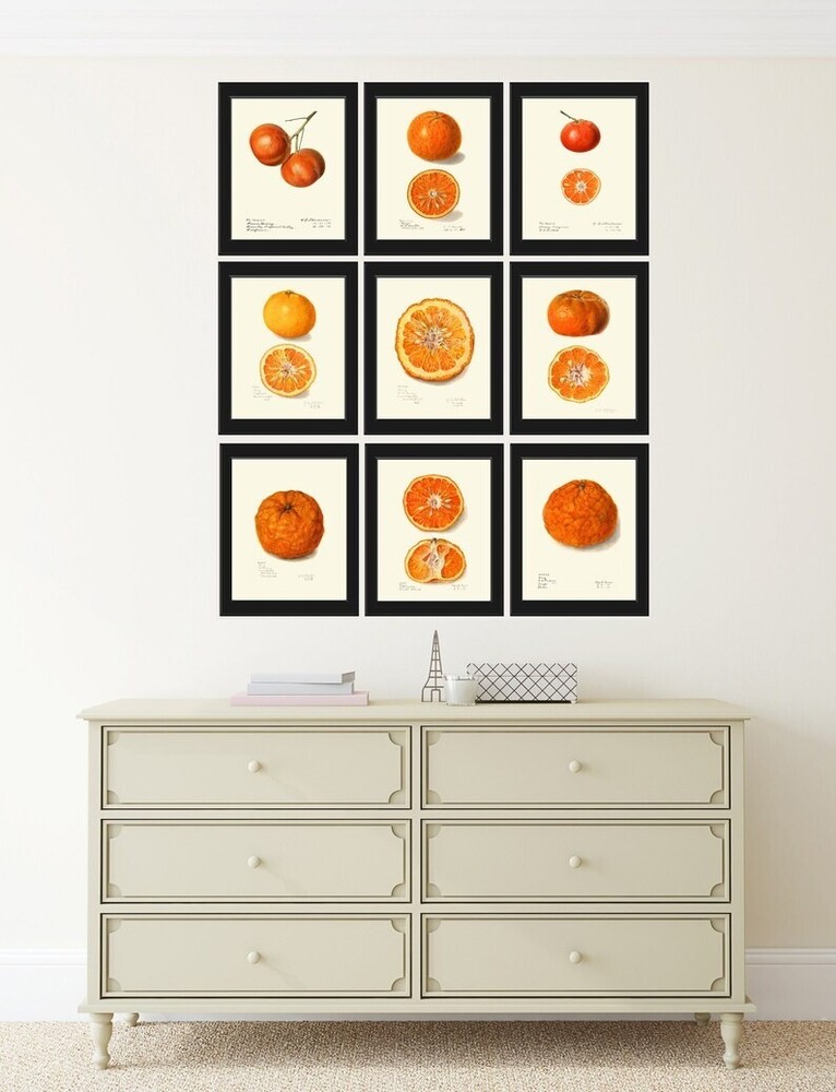 Orange Citrus Fruit Botanical Wall Art Set of 9 Prints Kitchen Dining Unframed