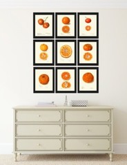 Orange Citrus Fruit Botanical Wall Art Set of 9 Prints Kitchen Dining Unframed