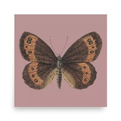 Vintage Butterly Poster – Earth Tones – 10 x 10 Matte Finish