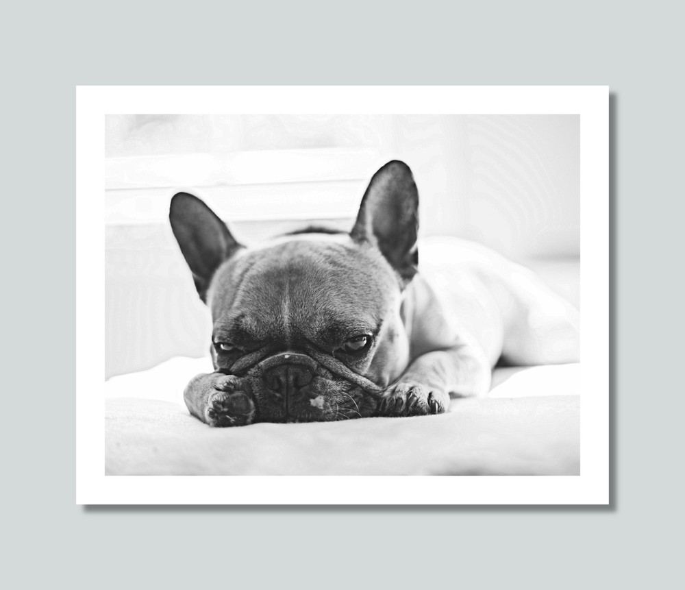 FRENCH BULLDOG Dog Pet Photo Picture Print 8×10 8.5×11 11×14 W1
