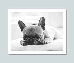 FRENCH BULLDOG Dog Pet Photo Picture Print 8×10 8.5×11 11×14 W1