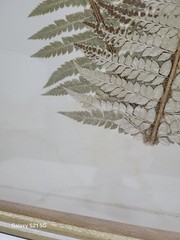 Brown Wood Fern Leaf Framed Wall Art with White Brown Plastic Framed 25.5-in H x