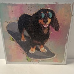 Dachshund Dog Wrapped Canvas ON SKATEBOARD Framed Wall Art Decor 14×14”