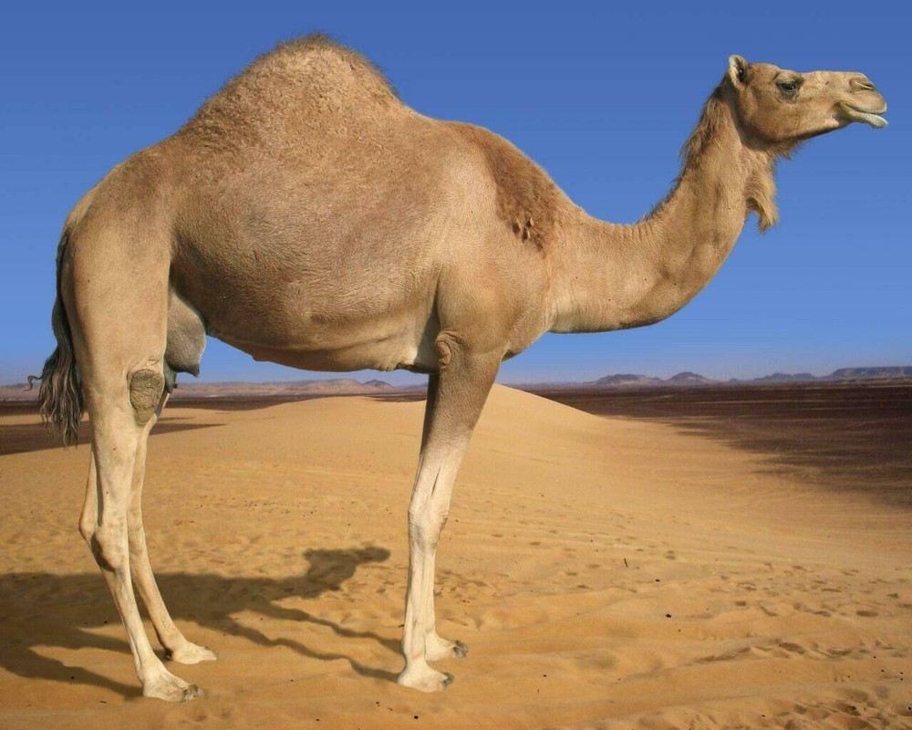ARABIAN CAMEL GLOSSY POSTER PICTURE PHOTO hump egypt humped animal africa 639
