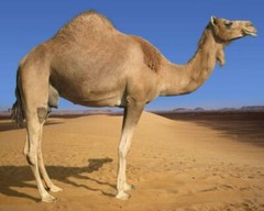 ARABIAN CAMEL GLOSSY POSTER PICTURE PHOTO hump egypt humped animal africa 639