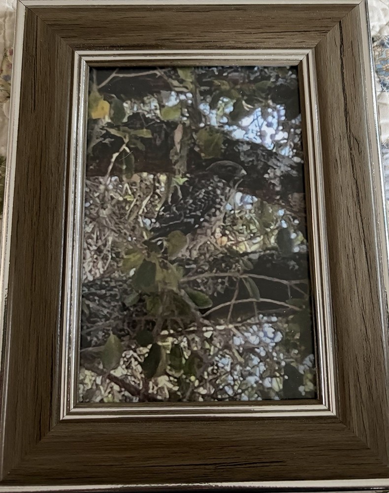 Bird Of prey 4×6 Photo In Frame