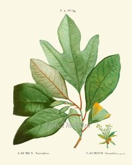 Kitchen Dining Room Wall Art Spices Herbs Bay Leaf Olive Laurel Print Unframed