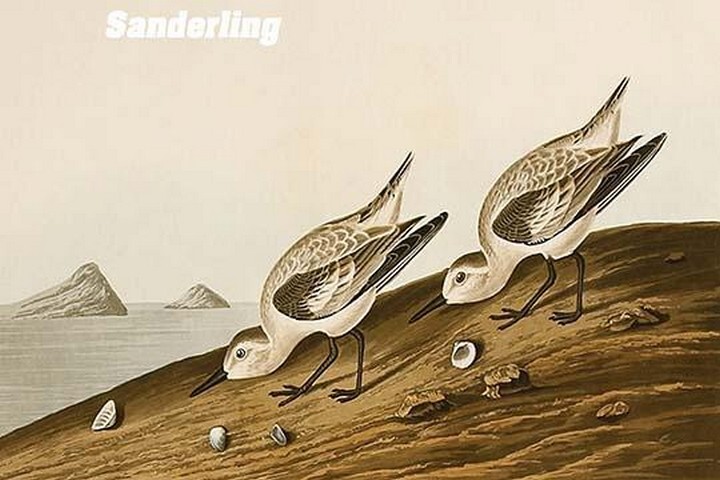 Sanderling by John James Audubon – Art Print