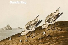 Sanderling by John James Audubon – Art Print
