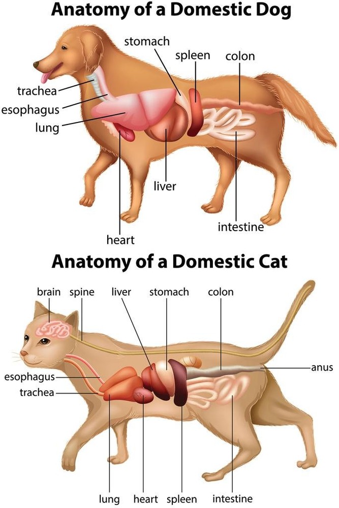Anatomy Of Domestic Dog And Cat Educational Chart Animal Biology Science Classro
