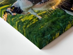 Close-up Of A Cheerful Black And White Dairy Cow Showcases Wall Art Canvas Print