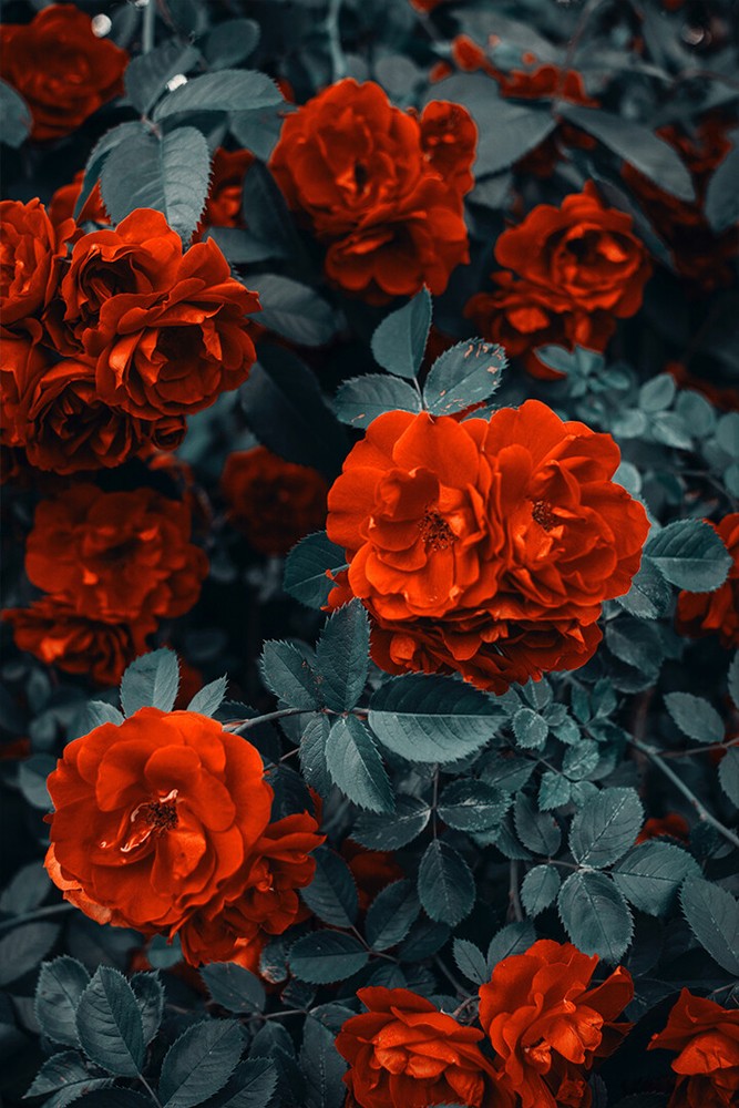 Beautiful Red Roses Tree Art Wall Decor – POSTER 20×30
