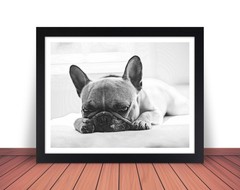 FRENCH BULLDOG Dog Pet Photo Picture Print 8×10 8.5×11 11×14 W1
