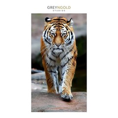 Tiger, Animal, Wildlife Poster Wall Art Print pick size A4/A3/A2/90x60cm