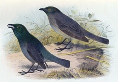 EXTINCT LORD HOWE STARLING BIRD GLOSSY POSTER PICTURE PHOTO PRINT BANNER 10485