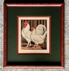 Vintage JW Ludlow White Dorkings Poultry Print Framed Pennsylvania House Decor