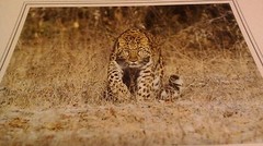 Leopard Stalking Animal Photo Print 8×10 New Matted Wall Art HQ Gift Sealed