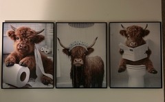 Three Framed 9×11 Highland Cow Photos Wall Decor For Bathroom