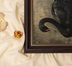Black Swan Framed Wall Art, Moody Vintage Animal Canvas Print with Gold Accents,