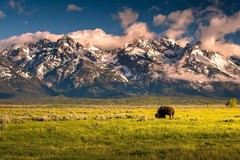 Bison Grazing Below Grand Teton Mountains Photo Art Print Poster 24×36 inch