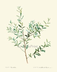 Herbs Spices Kitchen Wall Art Set of 9 Prints Beautiful Botanical Thime Unframed
