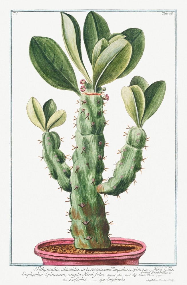 13740.Decor Poster.Room floral design.Garden plant.Botanical art.Cactus Flowers