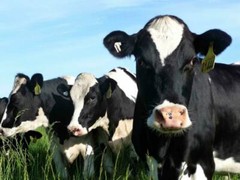 DAIRY COWS POSTER PICTURE PHOTO PRINT holstein friesian black and white 4633