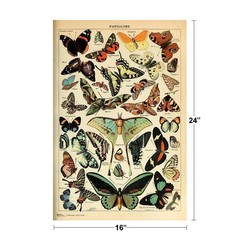 Butterfly Vintage Papillons Insect Art Print Poster 16×24