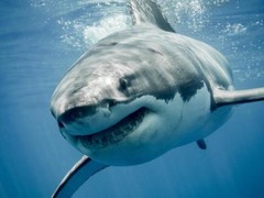 GREAT WHITE SHARK GLOSSY POSTER PICTURE PHOTO PRINT ocean large jaws 4742