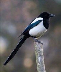 EURASIAN MAGPIE BIRD GLOSSY POSTER PICTURE BANNER PRINT PHOTO 7901