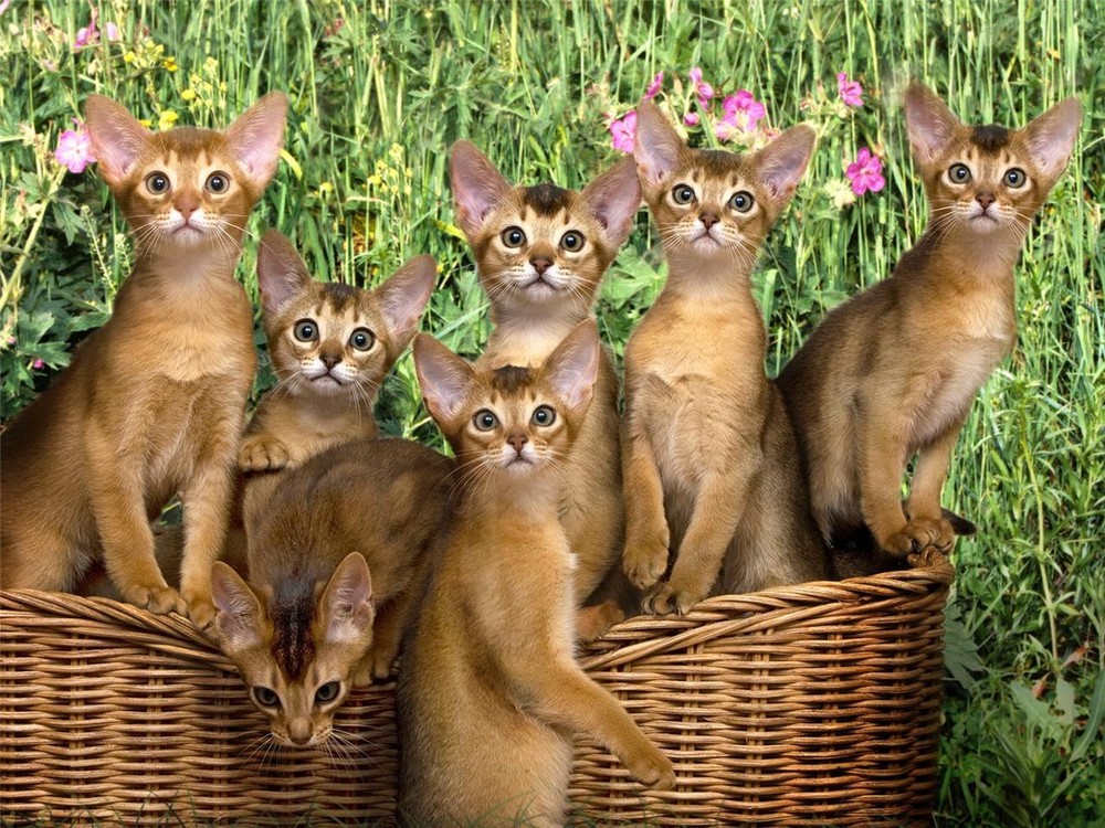 ABYSSINIAN KITTENS GLOSSY POSTER PICTURE PHOTO cats kitty shorthair cute 153