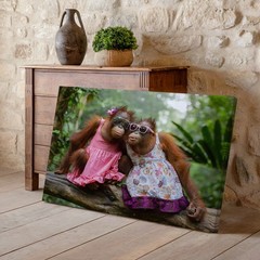 Cute orangutan monkeys in colorful dresses with sunglasses canvas wall art print