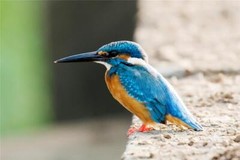 KINGFISHER BIRD GLOSSY POSTER PICTURE PHOTO BANNER PRINT 9260