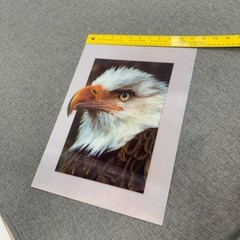 Brand New! Bald Eagle 3D Lenticular Poster 11.5″x15.5″ Wall Art Decor Pops out.