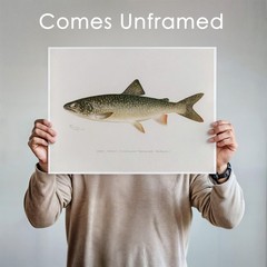 Vintage Fish Species Art Prints (Set of 6) – Unframed – 8×10 | Fishing Wall D…