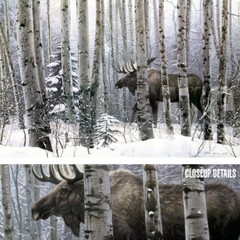 36W»x24H» A WALK IN THE WOODS by STEPHEN LYMAN – DEER MOOSE CHOICES of CANVAS
