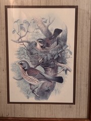 Vintage Framed Bird Print Wall Art Rustic Wood Frame Cottage Farmhouse Decor