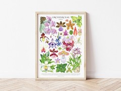 Orchid Family Poster – Fine Art Giclée Print, Original Watercolor Wall Art