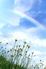 Clear Sky Rainbow Field of Flowers Art Print Decor – POSTER 20×30