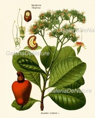 Herbs and Spices Print Set Botanical Wall Art of 9 Prints Beautiful Unframed