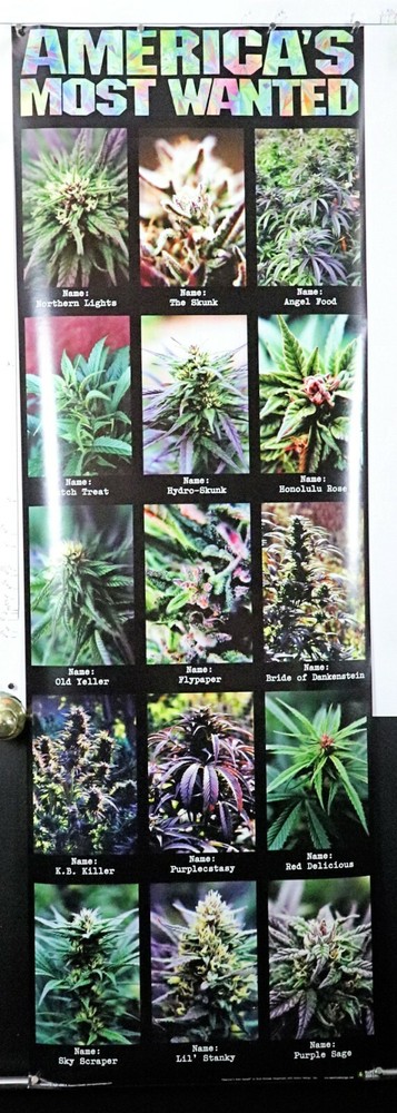 Americas Most Wanted Marijuana,Weed,Pot,cannabis DOOR poster 21″X62″NOS (b303)